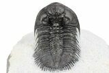 Tower-Eyed, Erbenochile Trilobite - Ou Driss, Morocco #254075-4